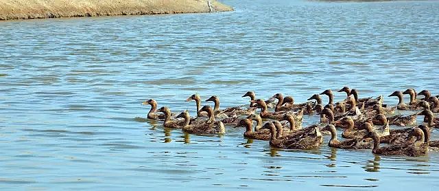 �����V�����a�S�ҡ���@ʽ��ˮ�S