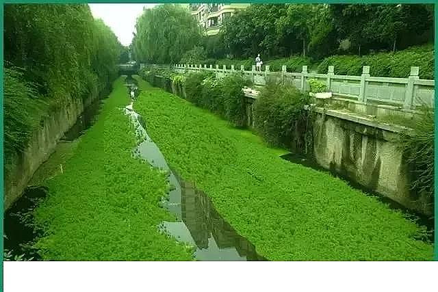 聚丙烯酰胺PAM生產(chǎn)廠家總結(jié)河道治理誤區(qū),道明今后治理方向