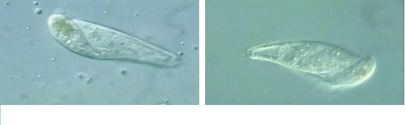 ��(y��u)�|(zh��)�����V�ϏS����ˮ̎��ָʾ��΢�����ȫ!����������