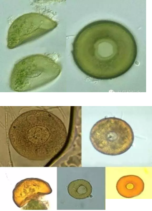 ��(y��u)�|(zh��)�����V�ϏS����ˮ̎��ָʾ��΢�����ȫ!����������