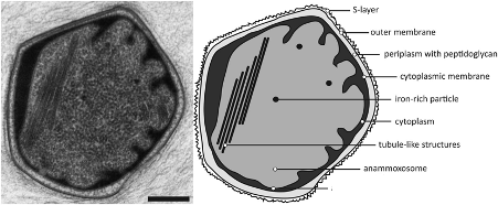 高規(guī)格鐵碳微電解填料生產(chǎn)廠家厭氧氨氧化一個關(guān)于時間和耐心的故事- 從43年前談起