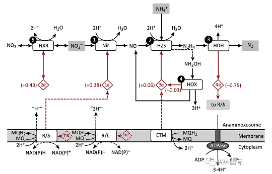 高規(guī)格鐵碳微電解填料生產(chǎn)廠家厭氧氨氧化一個關(guān)于時間和耐心的故事- 從43年前談起