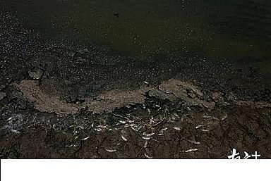 新款不銹鋼纖維束掛鉤生產廠家觸目驚心:20公里蝦塘大量養殖污水直排大海,銀灘變黑灘!責任在誰?