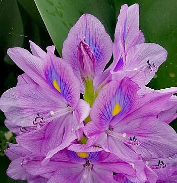 �ϵ���x�Ӿ۱�ϩ����HPAM�S��​����ֲ����I�B(y��ng)��ˮ�w�ޏ�(f��)�о�