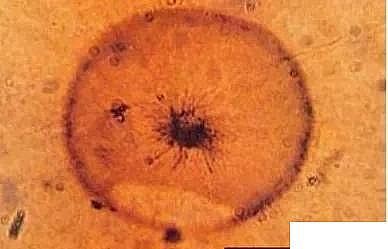 �ߵ��iɰ�V�ϏS�ҷ��B͸ϵ�y�i��Ⱦ������ԭ��̎�÷���