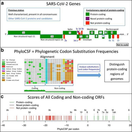 ������ĭ�V��V�����a(ch��n)�S���ь���ˮ�еĊW�ܿ���/Omicron����